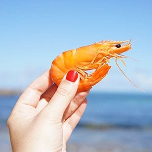 Queensland prawns given clean bill of health from white spot Queensland prawns given clean bill of health from white spot